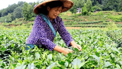粤黔协作•珠遵联璧|凤冈:东西部协作 百里茶香飘
