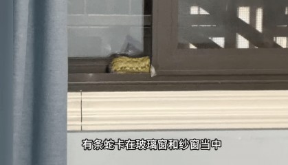 家中进蛇，上海女子吓到“跳舞”，丈夫拿纸巾就冲了过去！还有人在办公室发现1米长蛇蜕