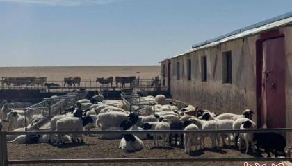 内蒙古边境草原牧民身边的“金融风险管家”