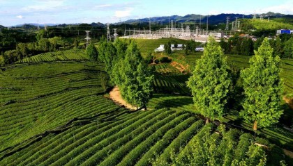 粤黔协作•珠遵联璧|珠遵协作:新茶饮飘出凤冈味