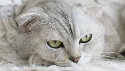 中国金融国际(00721)下跌9.09%,报0.06元/股