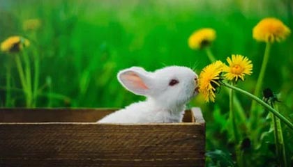 正元智慧中标结果:温州正风招标代理有限公司关于浙江工贸职业技术学院2025年度一卡通维保项目的成交公告