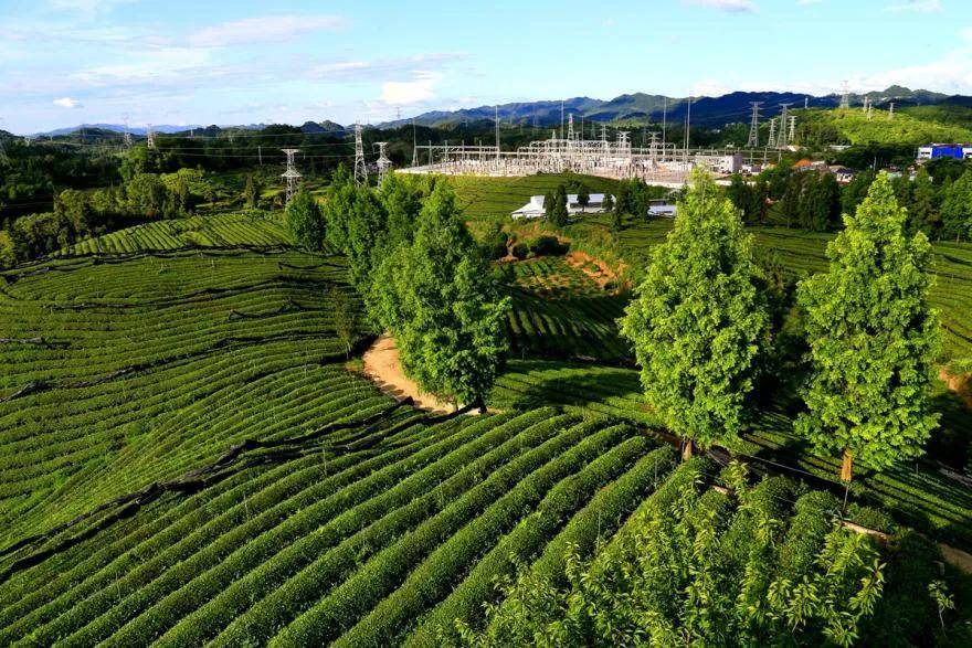 粤黔协作•珠遵联璧｜珠遵协作：新茶饮飘出凤冈味