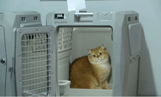 “毛孩子”乘高铁更便捷,今起高铁宠物托运服务试点三次扩围