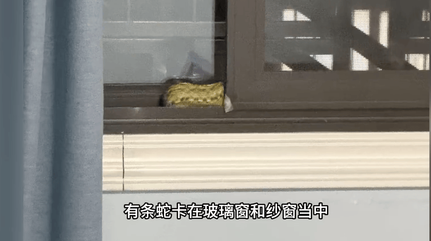 家中进蛇,上海女子吓到“跳舞”,丈夫拿纸巾就冲了过去!还有人在办公室发现1米长蛇蜕