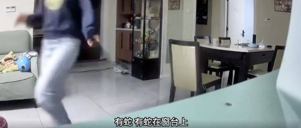 家中进蛇,上海女子吓到“跳舞”,丈夫拿纸巾就冲了过去!还有人在办公室发现1米长蛇蜕