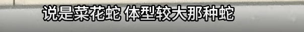 家中进蛇,上海女子吓到“跳舞”,丈夫拿纸巾就冲了过去!还有人在办公室发现1米长蛇蜕