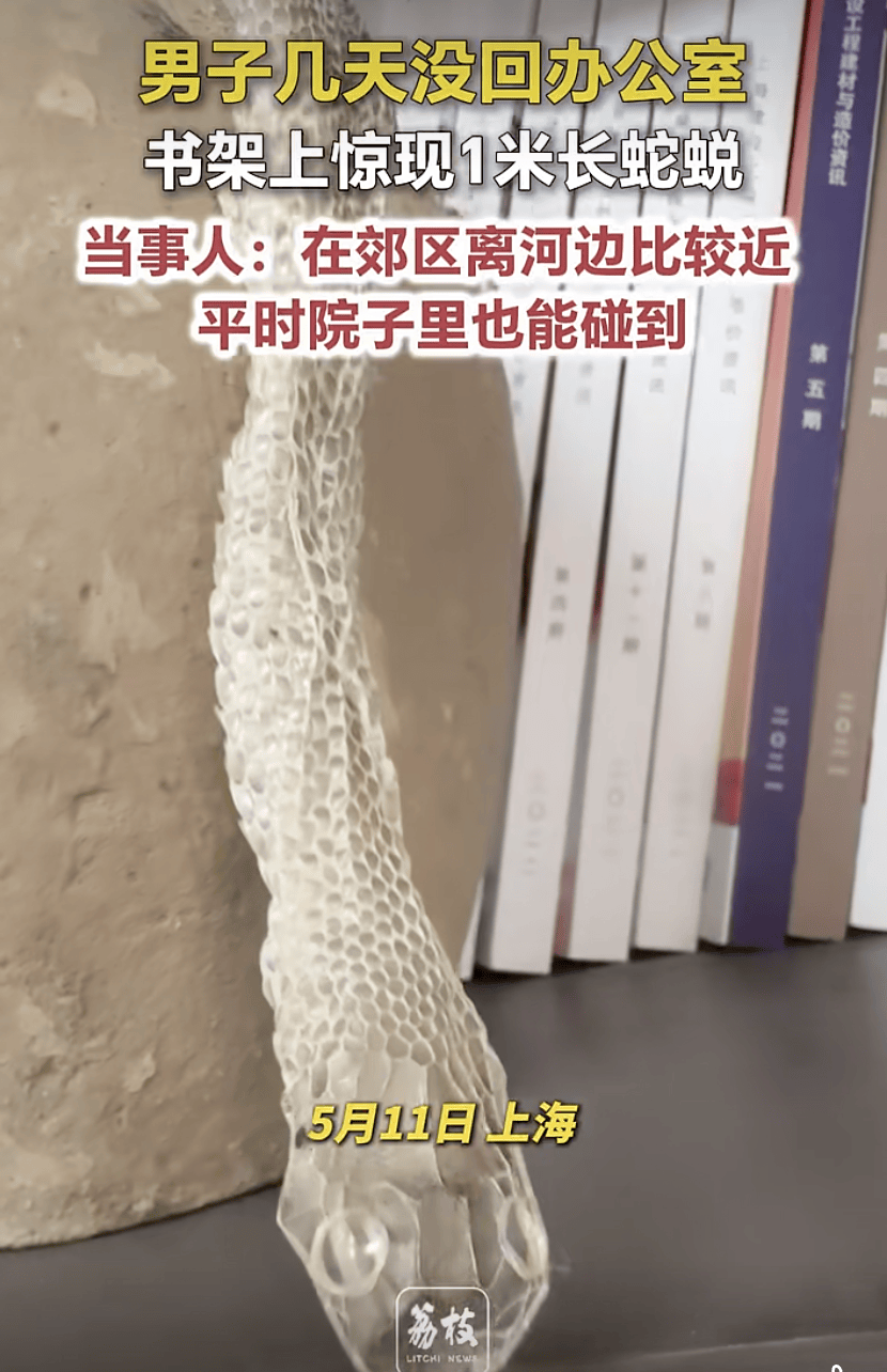家中进蛇,上海女子吓到“跳舞”,丈夫拿纸巾就冲了过去!还有人在办公室发现1米长蛇蜕